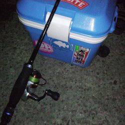 明石港　エギングのケンサキはアタリなしもメバリングでメバル18cm