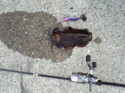 御坊、上野漁港でエギング、カーブフォール中…