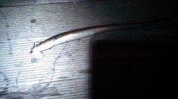 東二見　ちょい投げでアナゴ3匹　待ち時間のジグサビキで小アジ