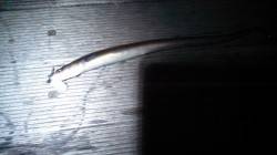 東二見　ちょい投げでアナゴ3匹　待ち時間の…