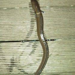 東二見　ちょい投げでアナゴ3匹　待ち時間のジグサビキで小アジ