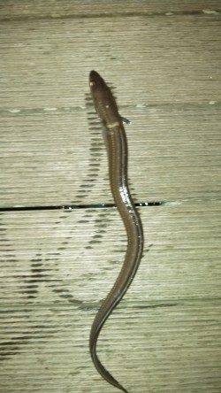 東二見　ちょい投げでアナゴ3匹　待ち時間のジグサビキで小アジ