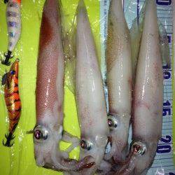 新井崎　ライトエギングでシロイカ4ハイ☆