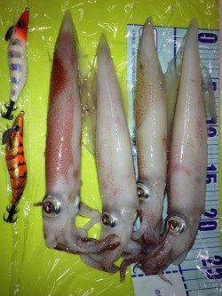 新井崎　ライトエギングでシロイカ4ハイ☆