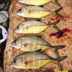 日置川河口　アジングでメッキ〜30cm8匹☆他シマイサキも