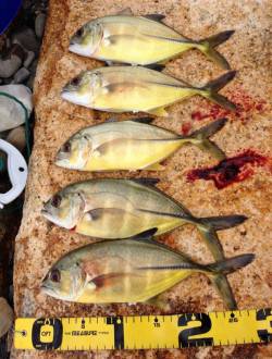 日置川河口　アジングでメッキ〜30cm8匹…