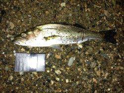 犬見～本郷　夜のウキ釣りでシーバス2匹！