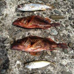 深日漁港、根がかりと戦いながらガシリング♪