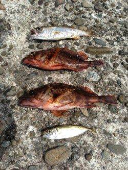 深日漁港、根がかりと戦いながらガシリング♪