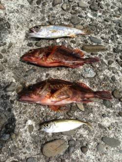 深日漁港、根がかりと戦いながらガシリング♪…