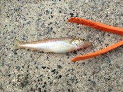 森一文字で引き釣り、アタリ多数でした！