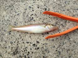 森一文字で引き釣り、アタリ多数でした！