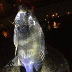 汐見埠頭　チニングでキビレがヒット！エビを意識してのボトムズル引き