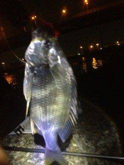 汐見埠頭　チニングでキビレがヒット！エビを意識してのボトムズル引き