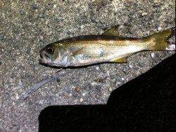 産湯漁港で夏メバル調査。