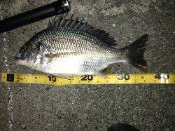 大阪南港　チニングでキビレ2匹ゲット