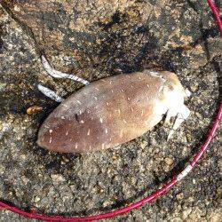 東二見人工島 サイトエギングでコウイカ1.5kg☆