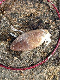 東二見人工島 サイトエギングでコウイカ1.5kg☆