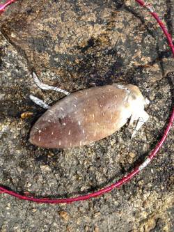 東二見人工島　サイトエギングでコウイカ1.…