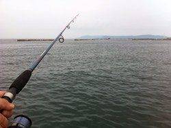須磨での投げ釣り釣果