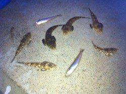 須磨での投げ釣り釣果