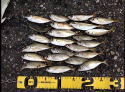 堺・一本松漁港　夕マズメの時合にサビキで豆…