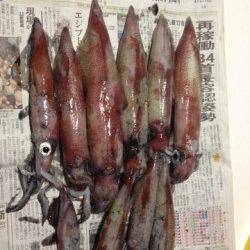 竹野港ライトエギングでシロイカの釣果☆