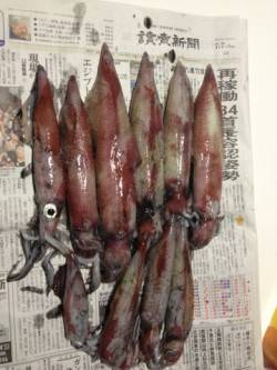 竹野港ライトエギングでシロイカの釣果☆