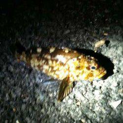 深日漁港 チヌ用ジグヘッドでガシラ6匹☆