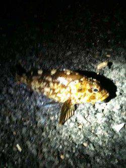 深日漁港 チヌ用ジグヘッドでガシラ6匹☆