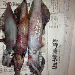 新井崎　ライトエギングでシロイカ3バイ