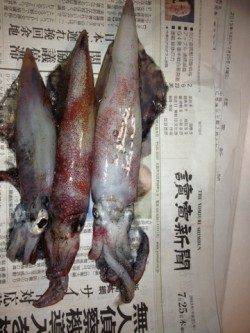 新井崎　ライトエギングでシロイカ3バイ