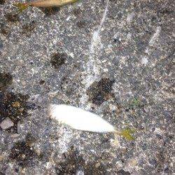 堺・一本松漁港　夕マズメの時合にサビキで豆アジゲット☆