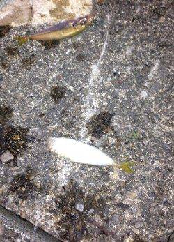 堺・一本松漁港　夕マズメの時合にサビキで豆アジゲット☆