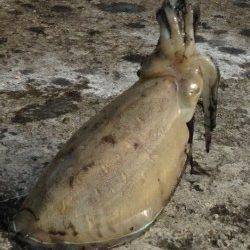 小浜港　エギングで朝マズメにコウイカがヒット