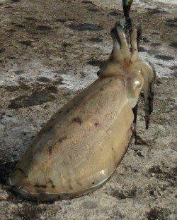 小浜港　エギングで朝マズメにコウイカがヒット