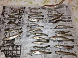 夕方から貝塚人工島水路へキス釣りに