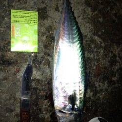 明石港　ウキ釣りで大サバ2匹！　エサはサンマの切り身