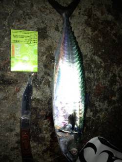 明石港　ウキ釣りで大サバ2匹！　エサはサン…