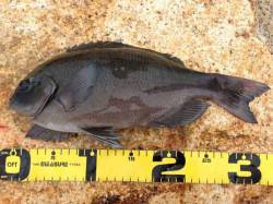 日置川河口　フカセでグレ〜34cm4尾・ヘ…