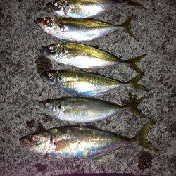 田辺・戎漁港　アジングでアジ〜27cm6尾　満潮手前で当たりが集中