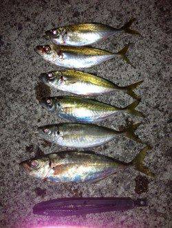 田辺・戎漁港　アジングでアジ〜27cm6尾　満潮手前で当たりが集中