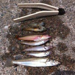 竹野港　投げ釣りでキス〜19cm4匹☆