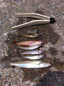 竹野港　投げ釣りでキス〜19cm4匹☆