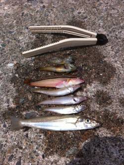 竹野港　投げ釣りでキス〜19cm4匹☆