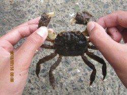 西宮浜　探り釣りでテナガエビ・ハゼなどの釣果