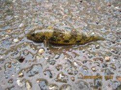 西宮浜　探り釣りでテナガエビ・ハゼなどの釣果