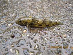 西宮浜　探り釣りでテナガエビ・ハゼなどの釣…