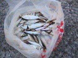 西宮浜　サビキでアジ・イワシ・サバ多数　サヨリはアタリ無し