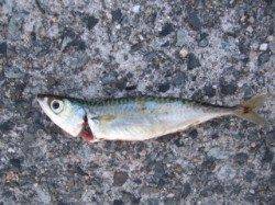 西宮浜　サビキでアジ・イワシ・サバ多数　サヨリはアタリ無し